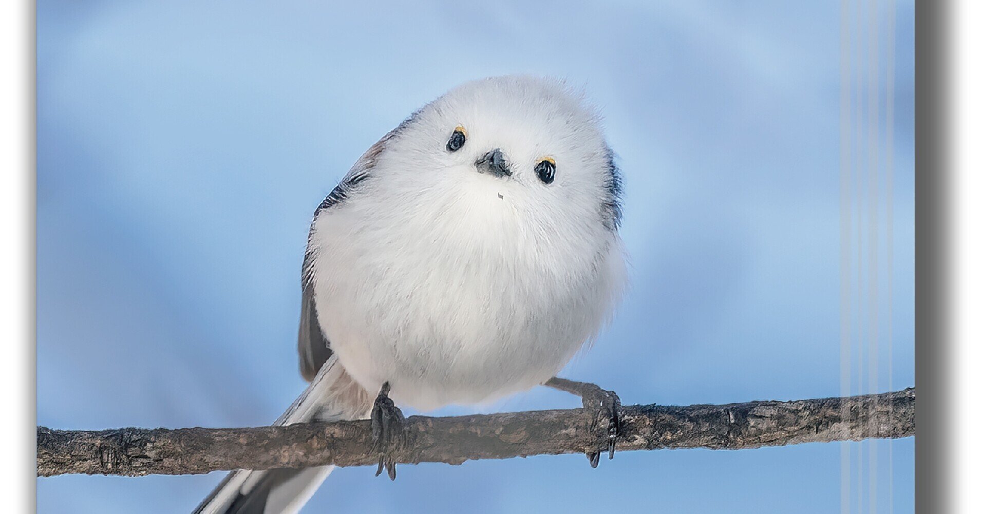 癒しのもふもふブレンドコーヒーを贈りませんか？ひがし北海道もふもふ