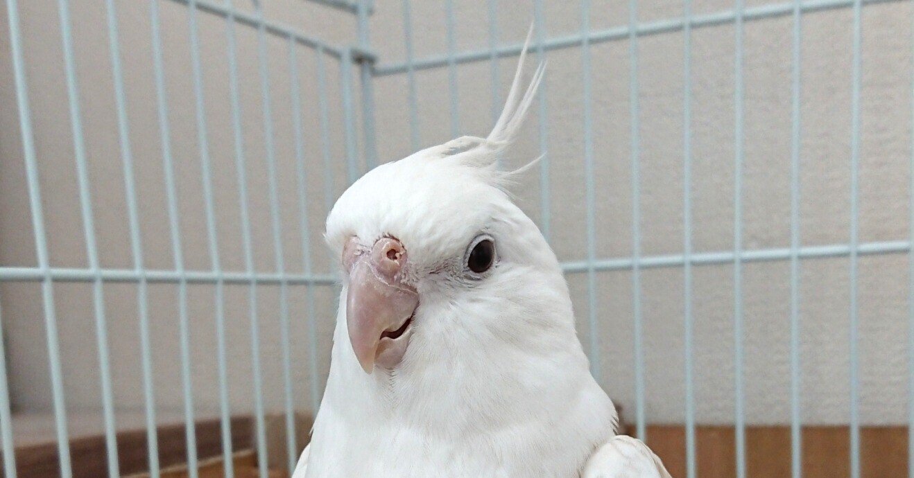 今日は オカメ 5 こざくらん Note 今日は オカメ 5 こざくらん Note