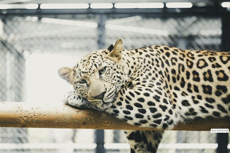 全国の動物園の広告塔になりたい Yuricamera 寺島由里佳 Note