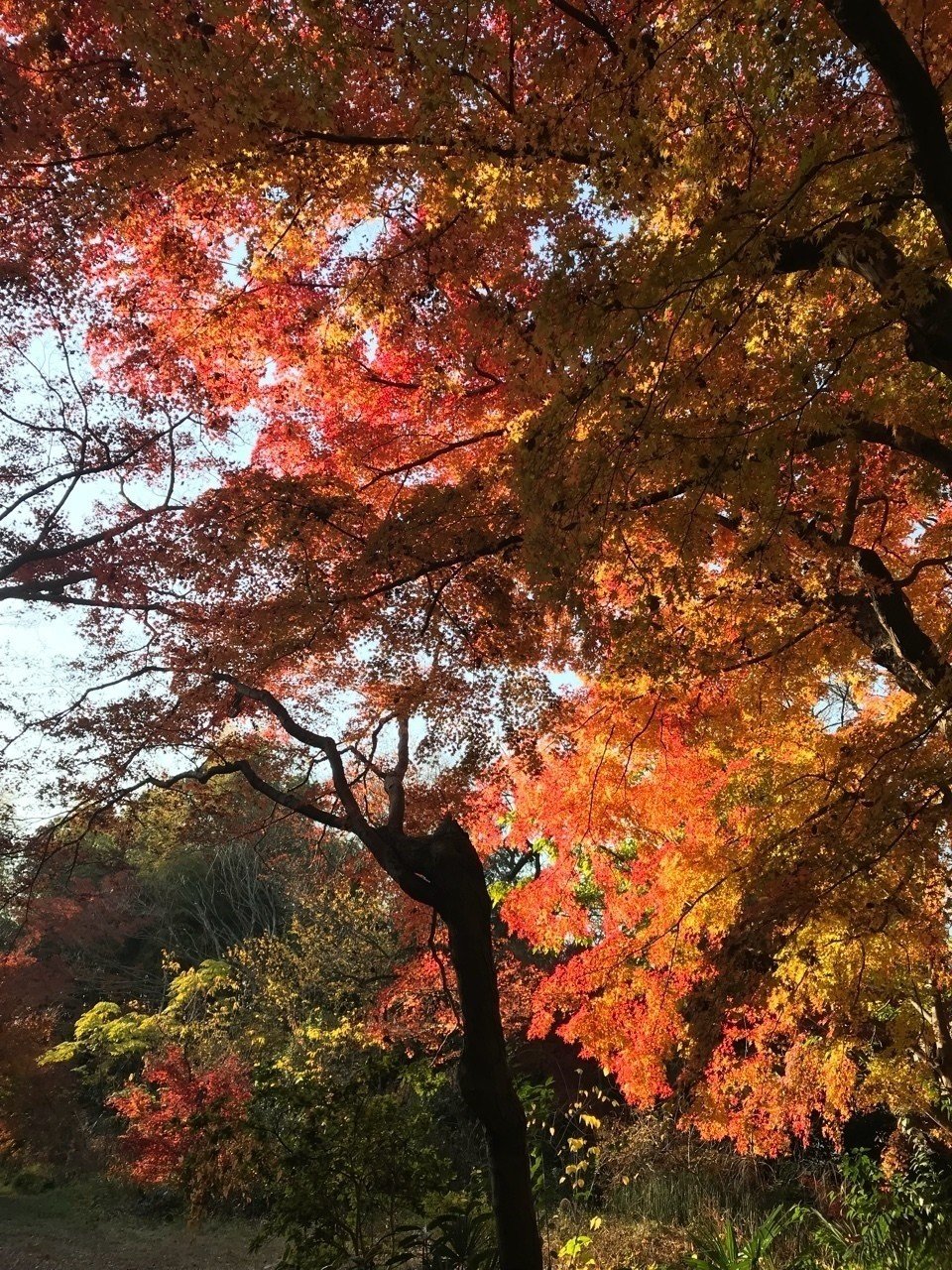 秋らしい紅葉 １６ マンボウ Note