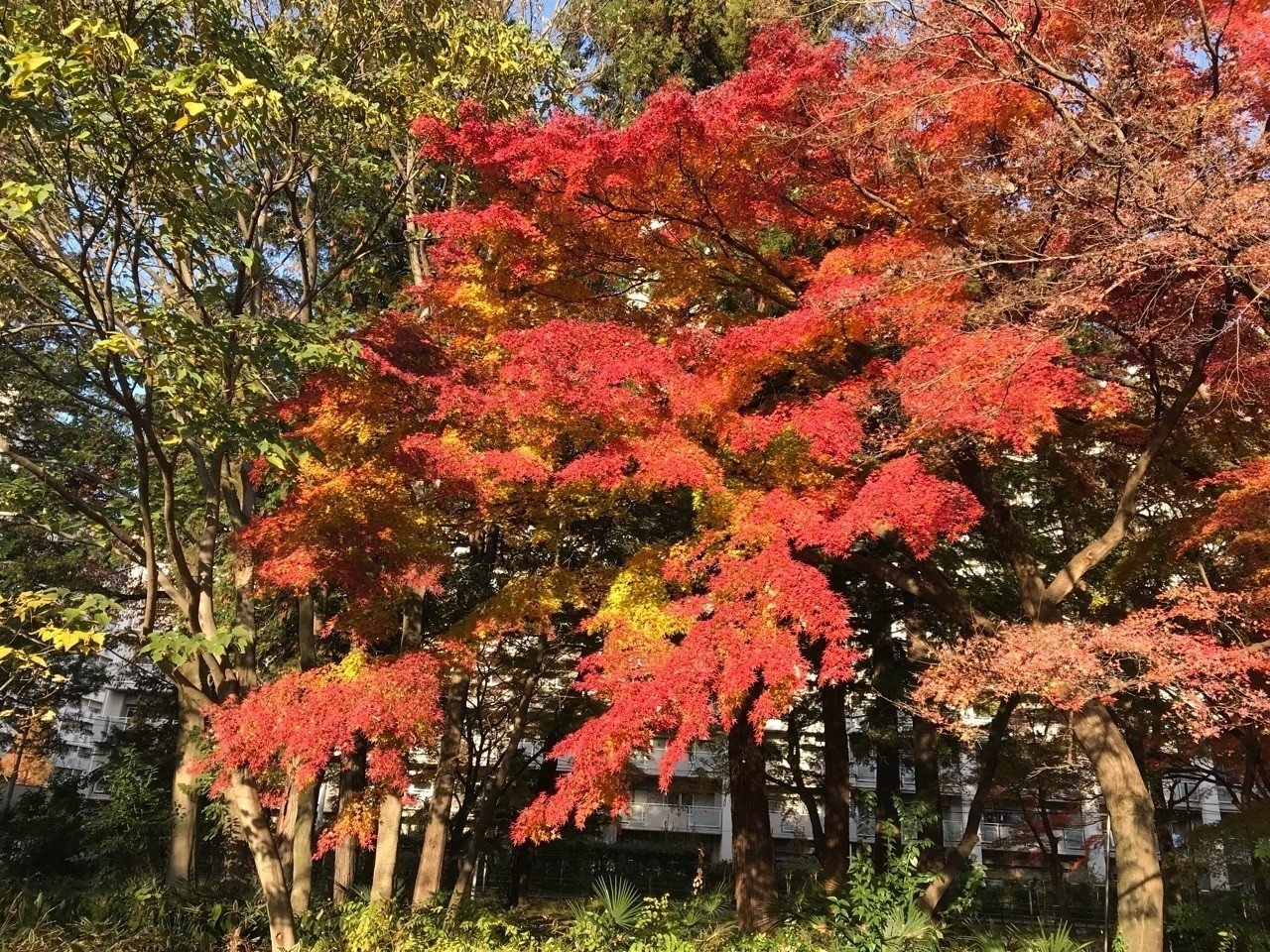 秋らしい紅葉 16 マンボウ Note 秋らしい紅葉 16 マンボウ Note