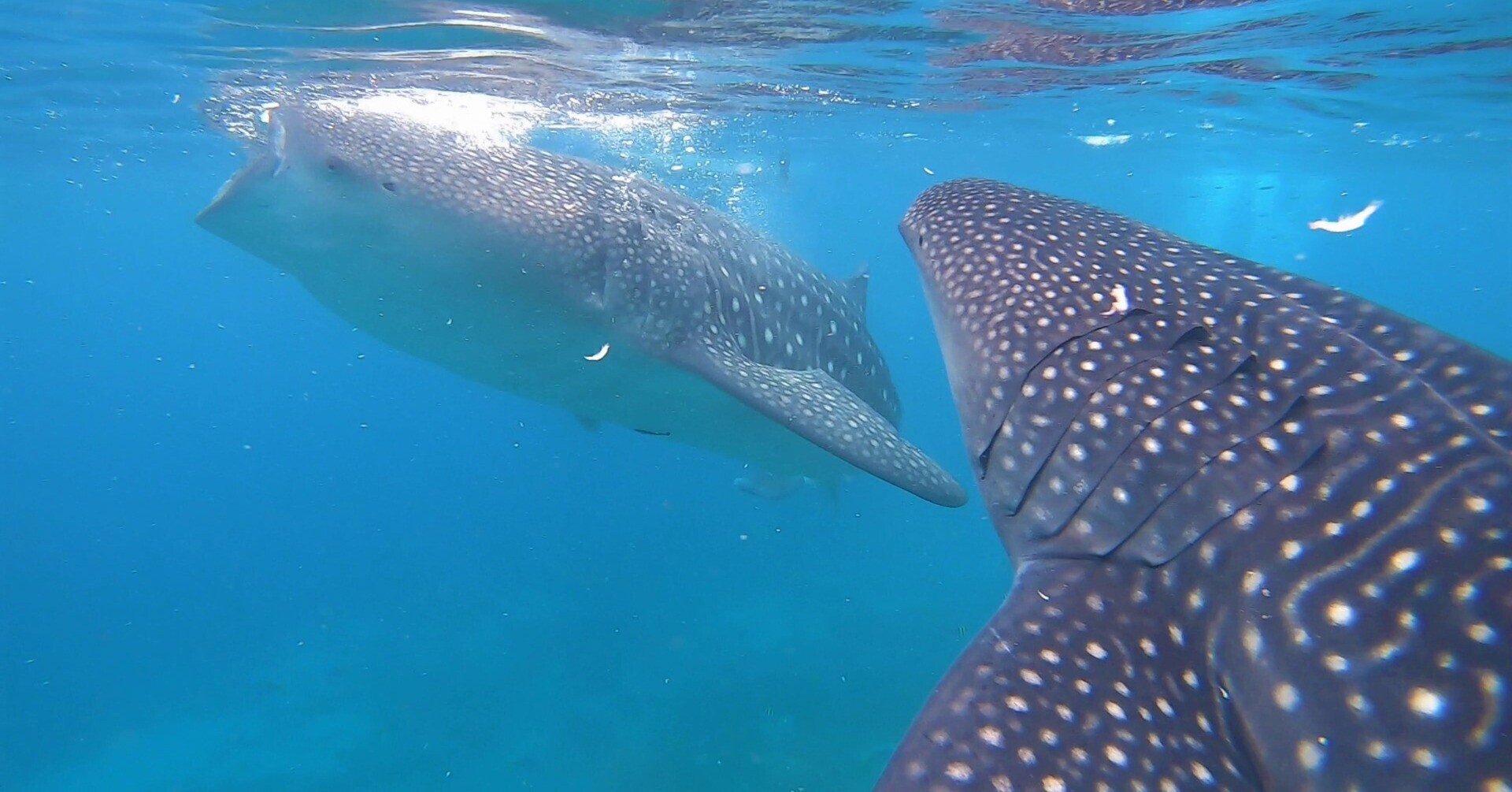 バトンリレー企画 心に残るあのエピソードをあなたへ ジンベエザメと泳ぐ セブ島 Taka315 Note バトンリレー企画 心に残るあのエピソードをあなたへ ジンベエザメと泳ぐ セブ島 Taka315 Note