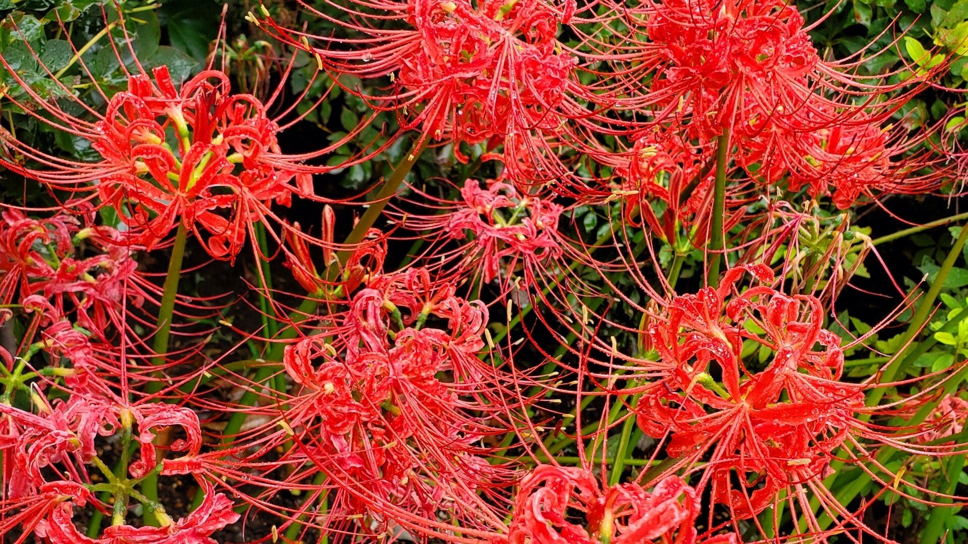 お花屋さんで働く の新着タグ記事一覧 Note つくる つながる とどける