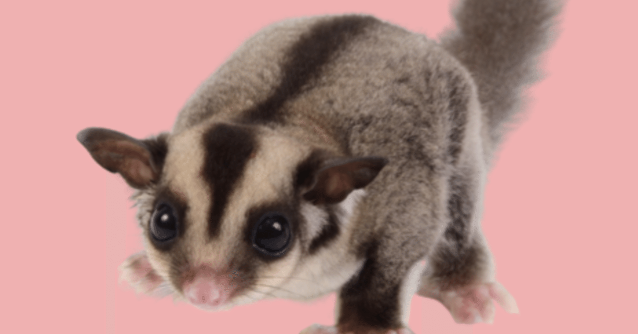 警告 モモンガに食べさせてはいけないもの Cute Peony349 Note 警告 モモンガに食べさせてはいけないもの Cute Peony349 Note