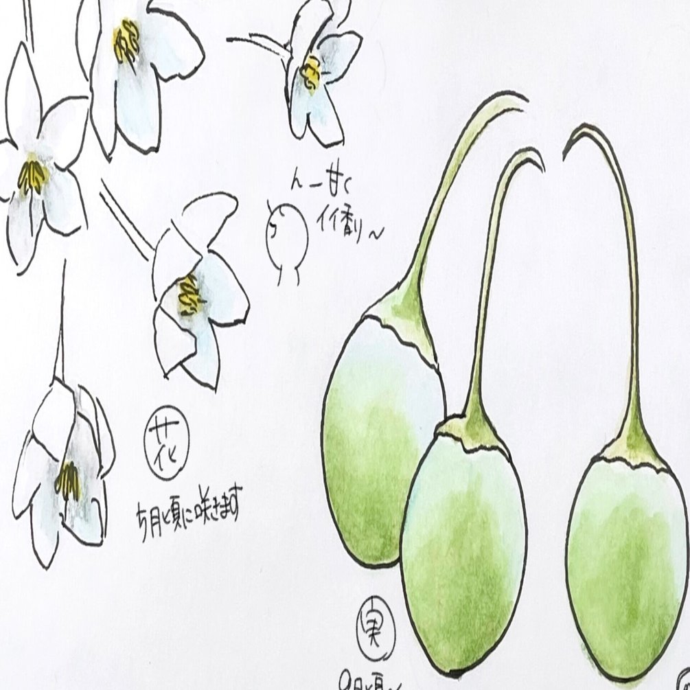 いい香りの花が石鹸の実をつけました エゴノキ 自然ガイドのネタ帳 くますけ Note