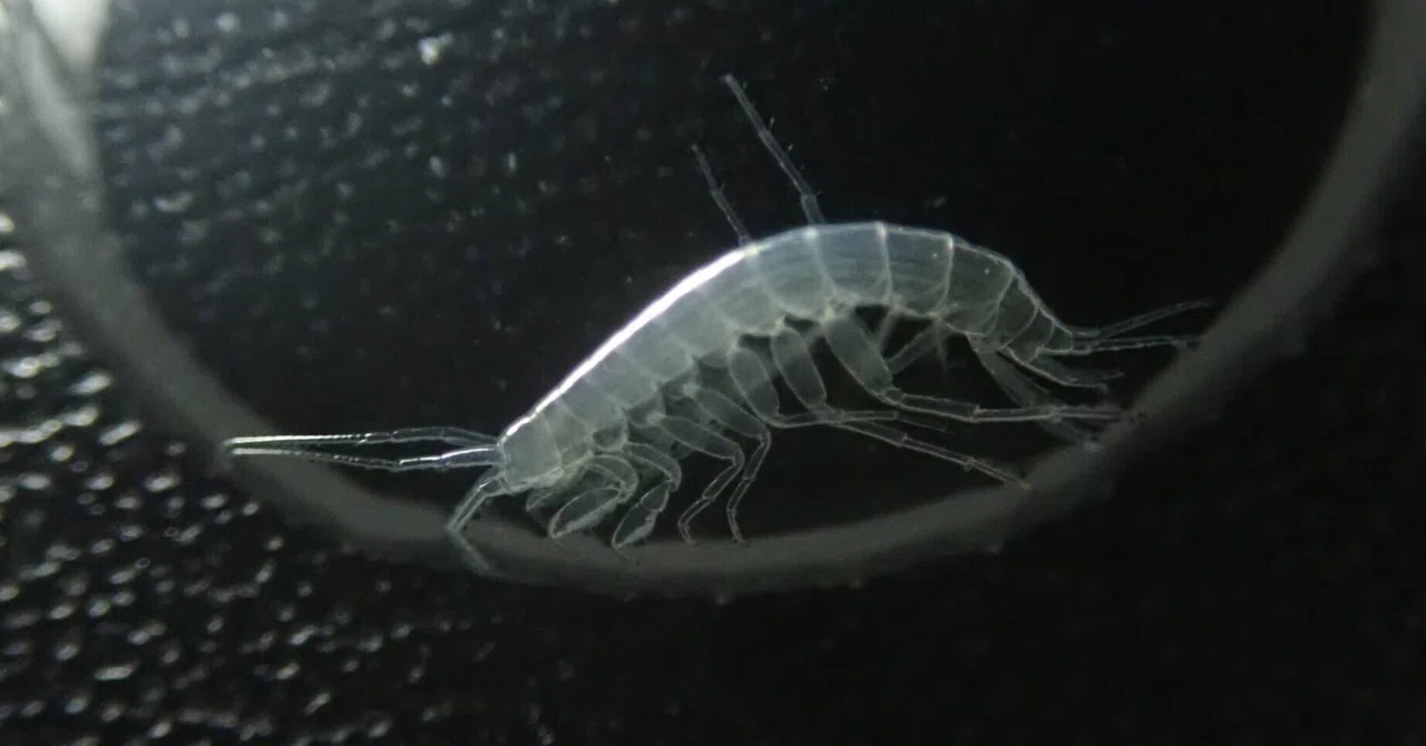 相模川の伏流水に生息するメクラヨコエビ類｜hydraenids
