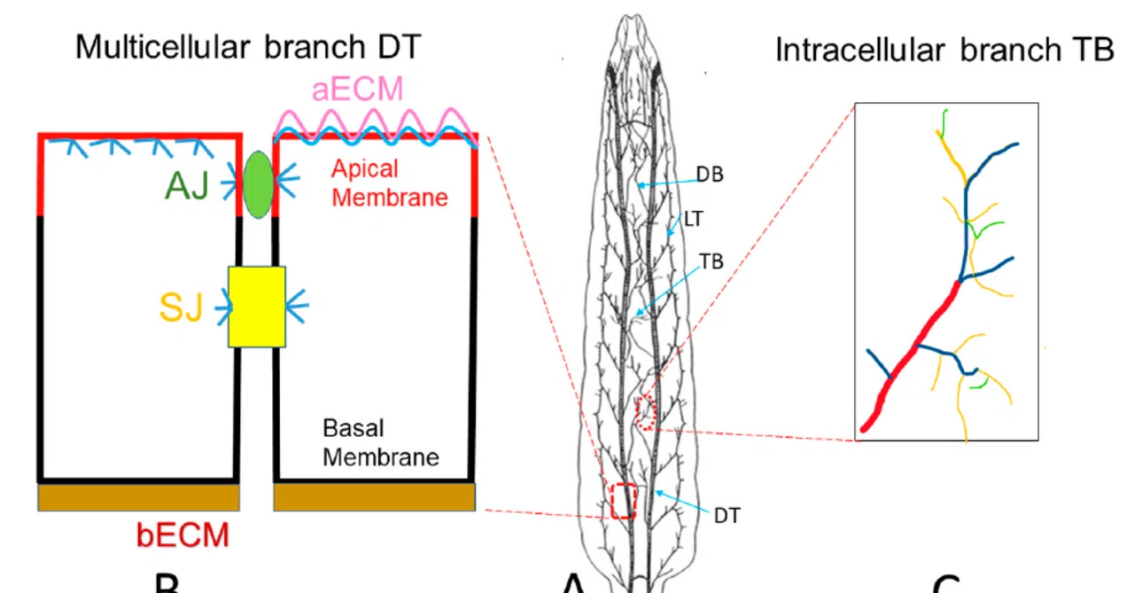 書記が論文読むだけ#957-Drosophila Trachea as a Novel Model of COPD｜Writer_Rinka