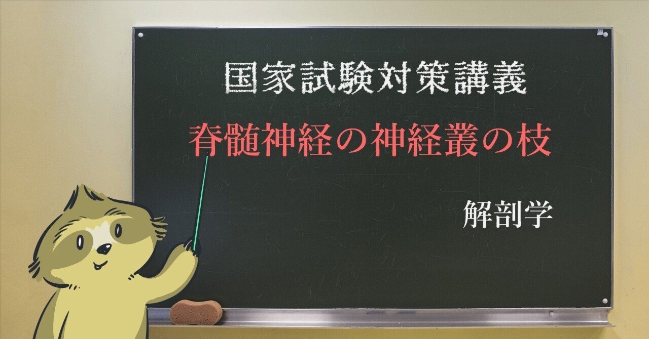 解剖学 図解イラストとゴロで簡単 脊髄神経の神経叢の枝まとめ 覚え方 森元塾 国家試験対策 Note