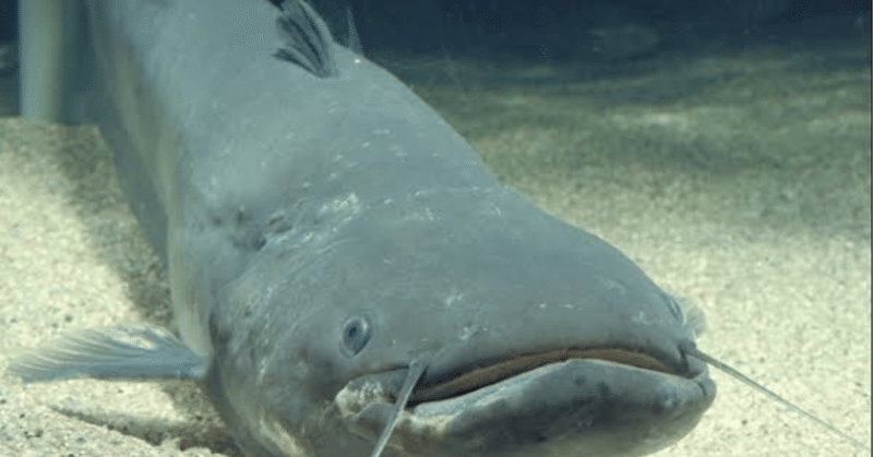 洋書　Catfishes (ナマズ) 大型本 洋書 Catfishes (ナマズ) 大型本