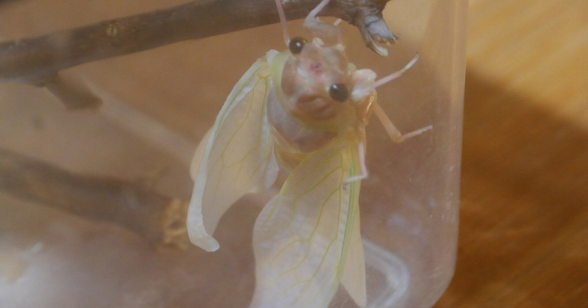 アブラゼミの羽化 Arakure Note アブラゼミの羽化 Arakure Note