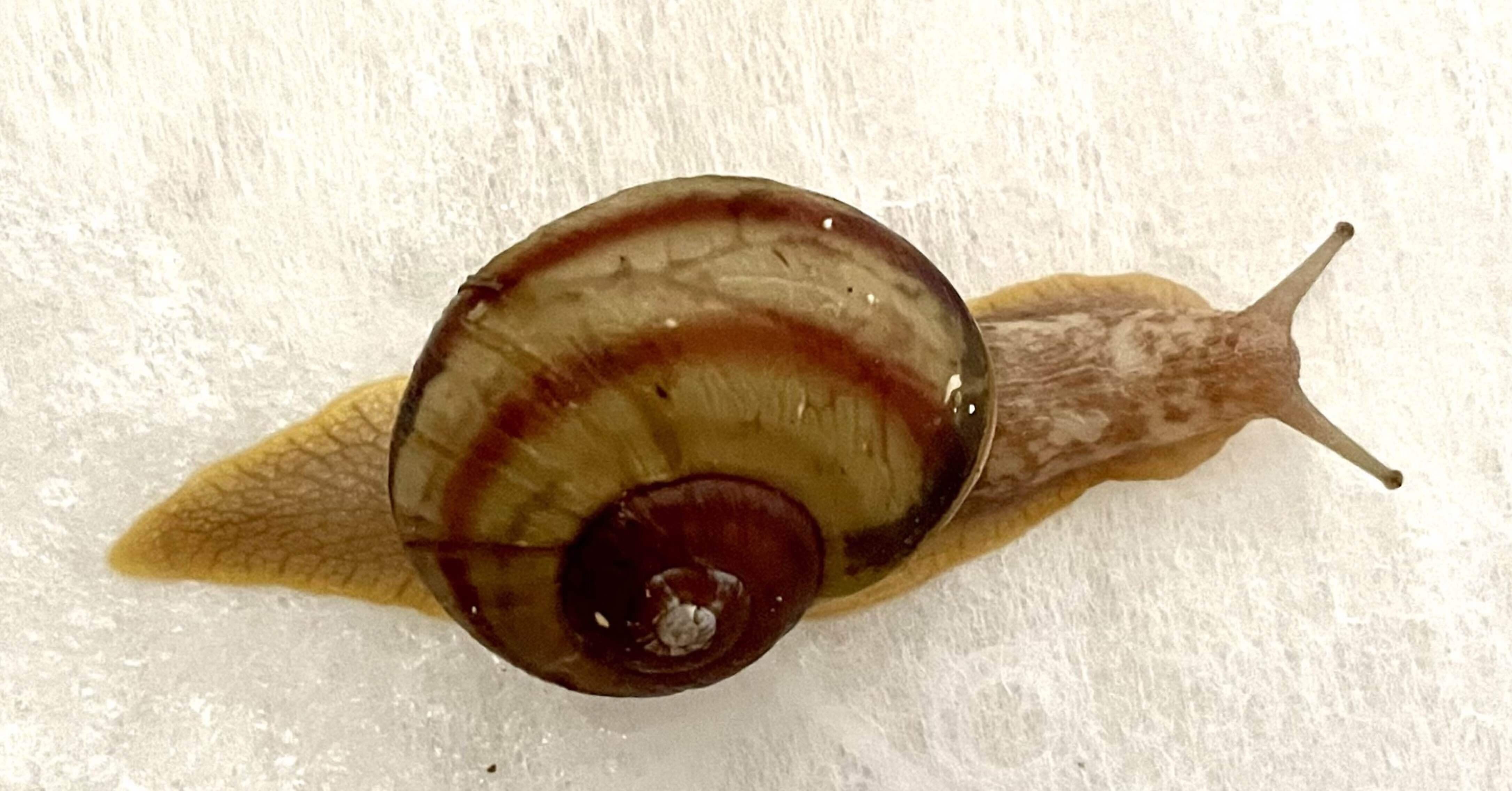 かたつむり レッドモーター ZX-14R（KAWASAKI ZX-14R） | ヘリテイジ＆レジェンズ