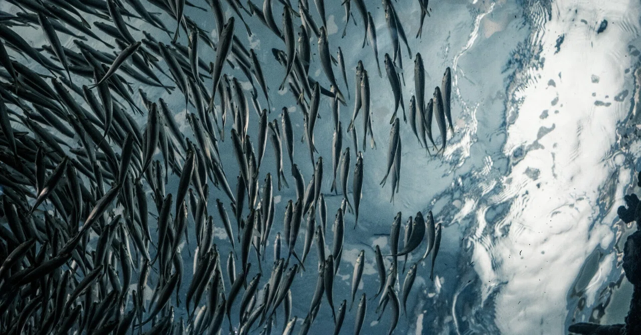 【いだろぐ268】雑魚は歌い、雑魚は踊る。｜いだパンブログ｜永遠の新参者
