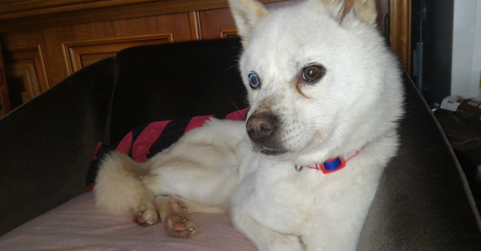 オッドアイの犬 にじかげ Note オッドアイの犬 にじかげ Note