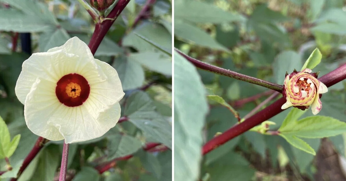 9月）秋の準備とローゼルの花｜koikeの菜園日記
