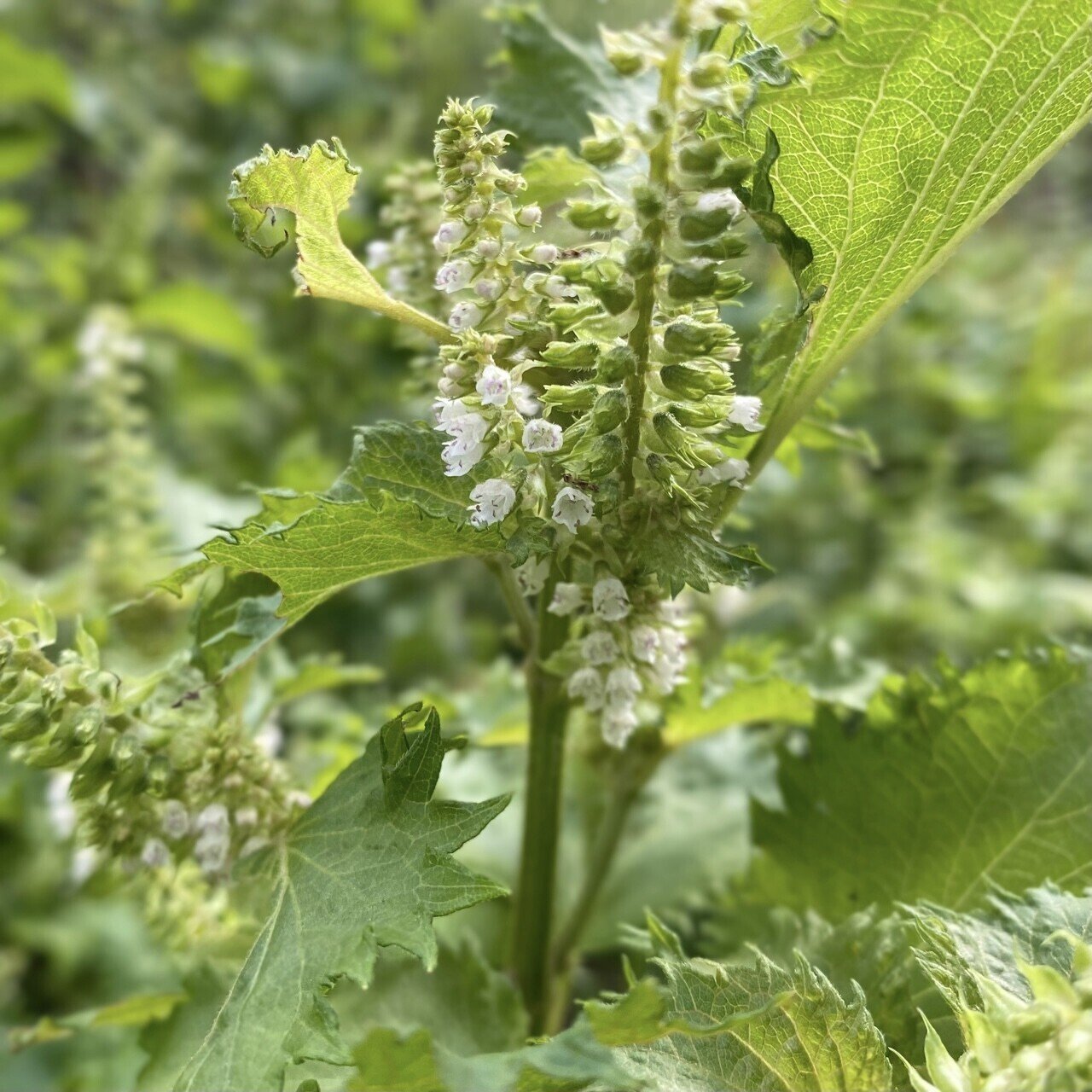 青紫蘇の花が咲いた ちっちゃなお花 食べてみたら紫蘇のいい香り ღ ற 3びきのこぐま Note