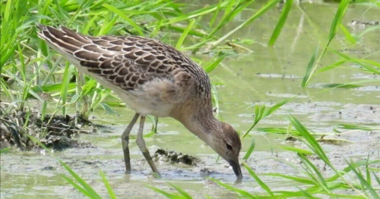 農耕地の探鳥 ついに珍しいシギに出会える ユーマン Note 農耕地の探鳥 ついに珍しいシギに出会える ユーマン Note