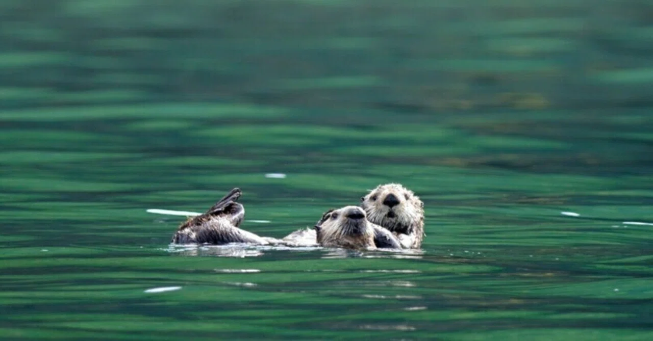 野生のラッコに会える根室沖クルーズ｜愛しい北海道ANIMALS｜ほんの