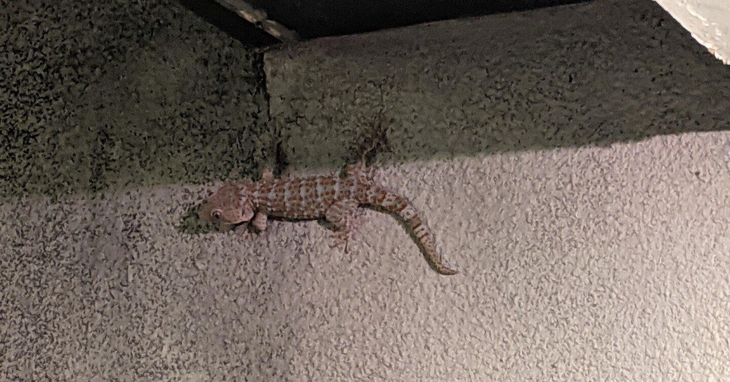 バリ島 26 トッケイヤモリ2 Kanamee Note バリ島 26 トッケイヤモリ2 Kanamee Note