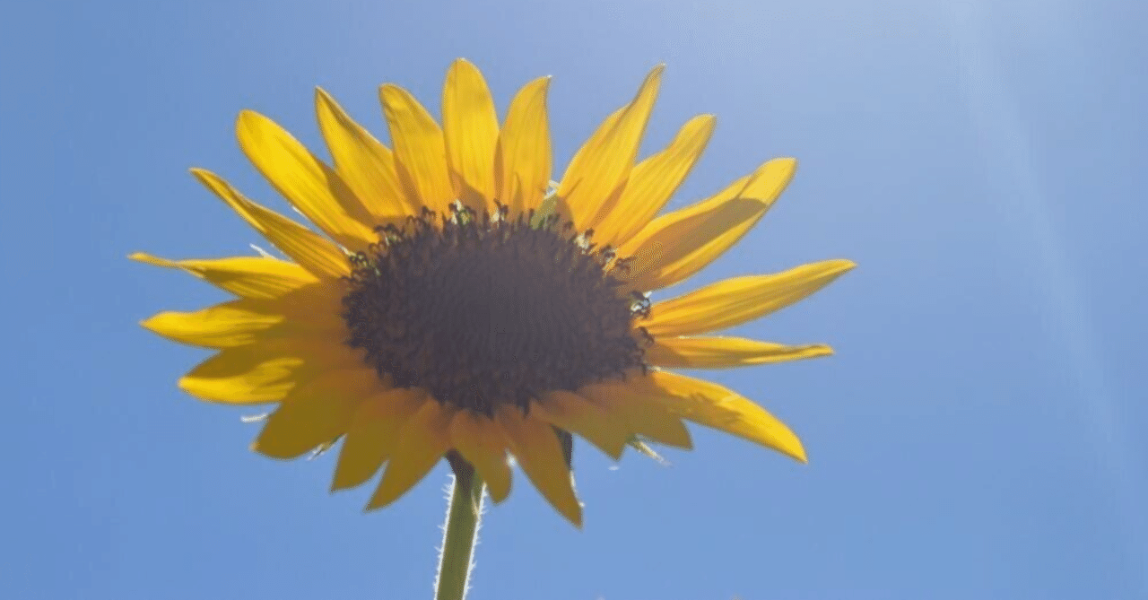 きっと、うまくいく。