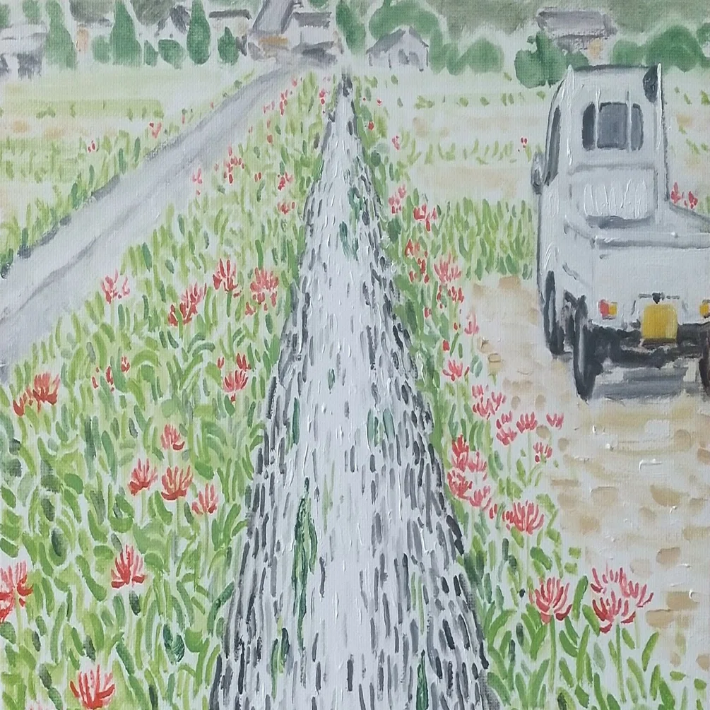 Irrigation Channel And Cluster Amaryllis]｜Sal
