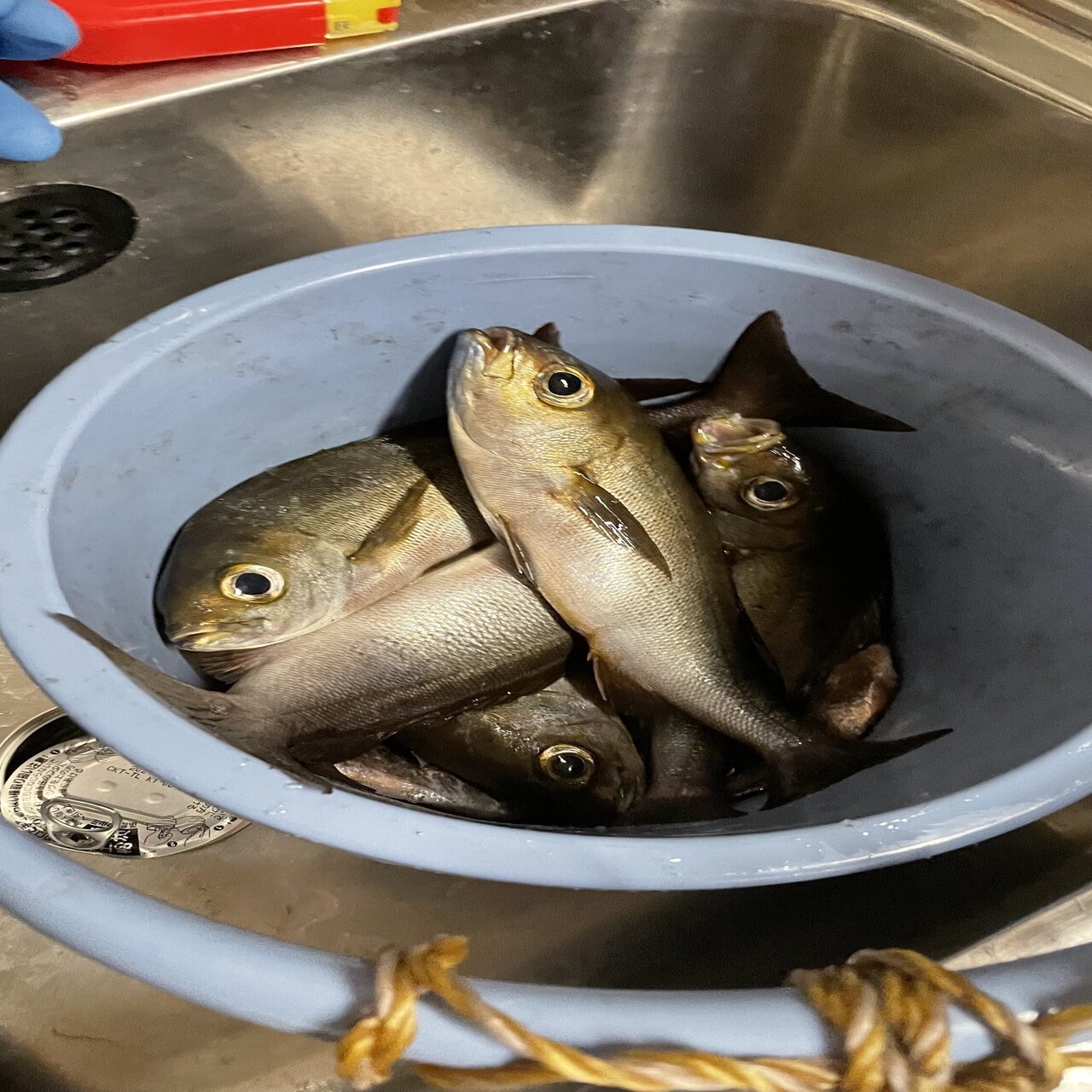 爆釣の夜 離島の理学療法士 塚本泰成 Note