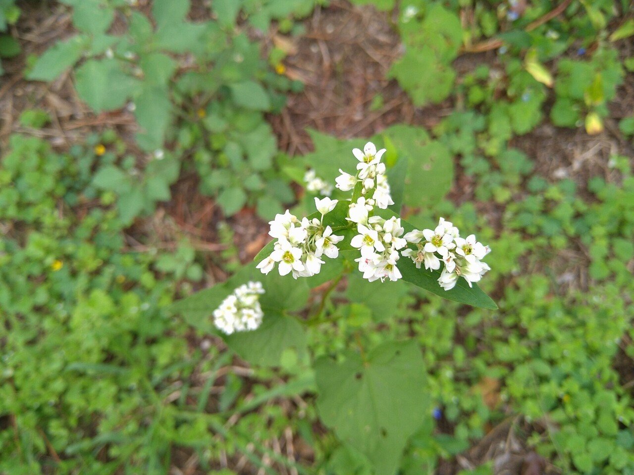 宿根蕎麦 吏莉 Note