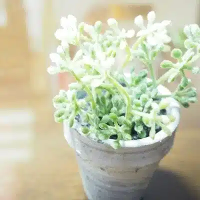 ななば