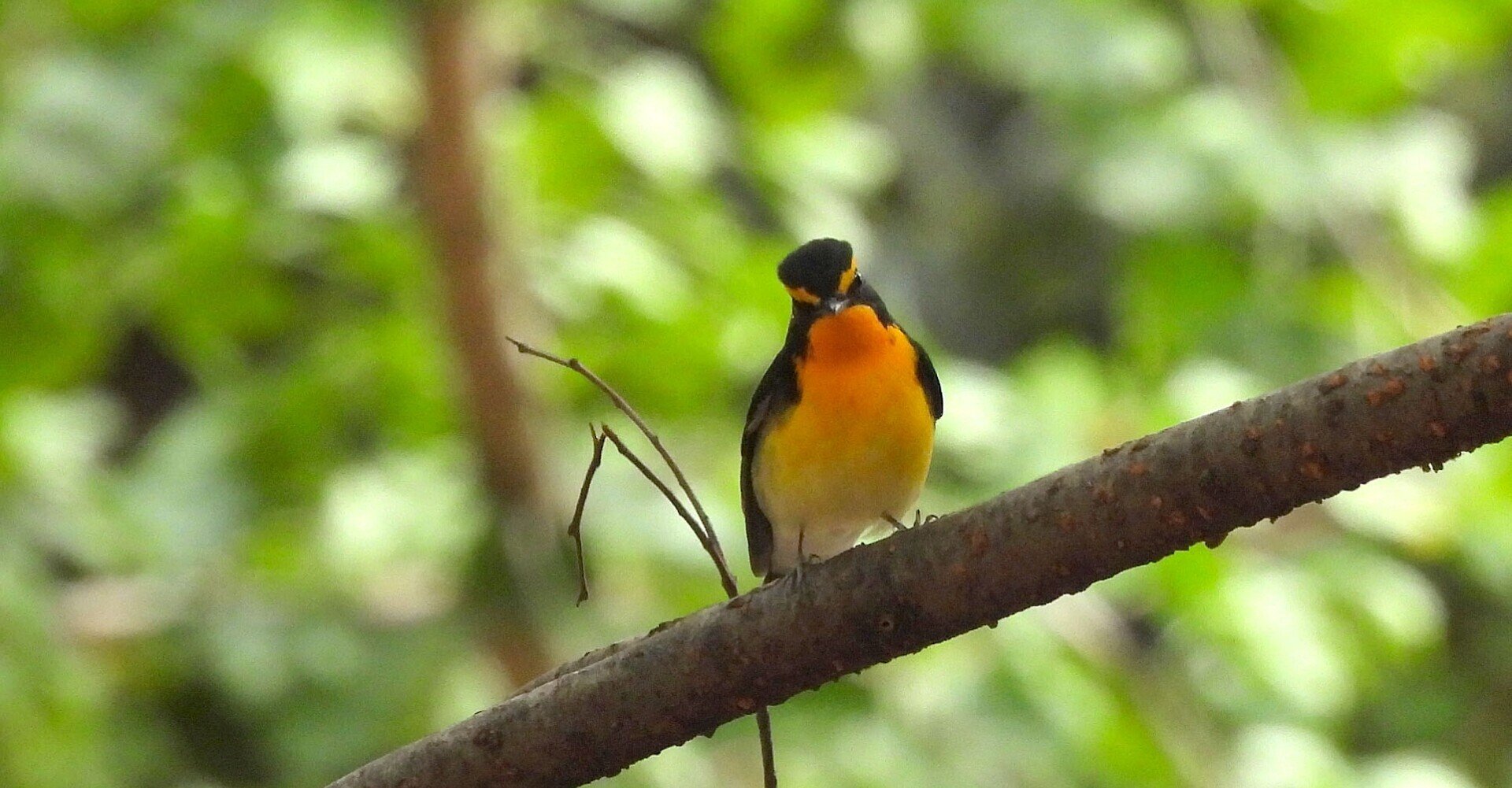 木彫りの鳥キビタキの着枝直前