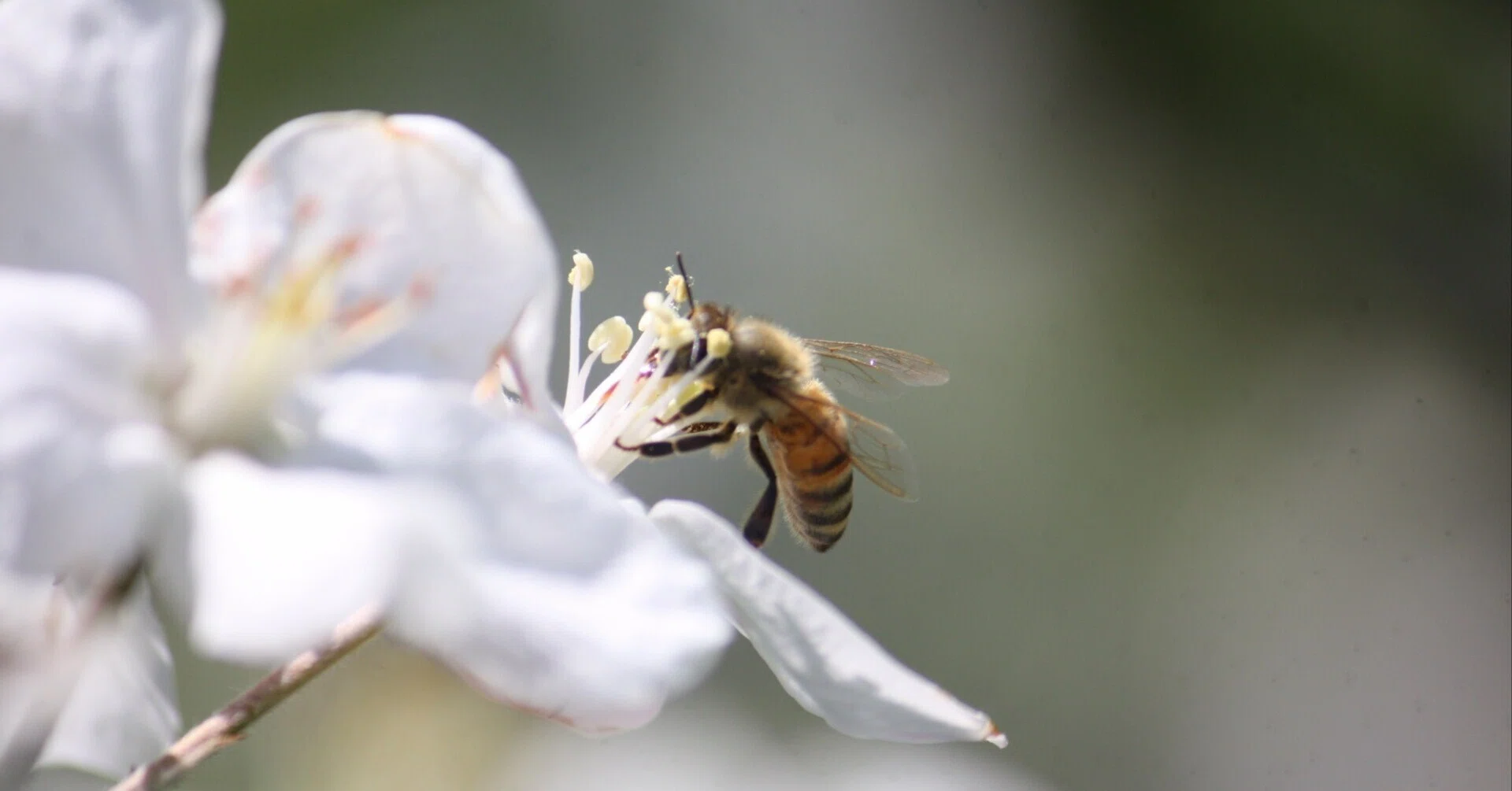 日本みつばち🐝が増えることを願ってつくった、花咲く和紙のみつばち