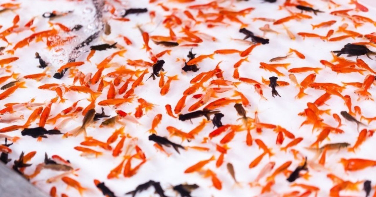 自分に正直に生きる方法は感情に素直に従うことじゃないですかね 鯉沼 隼也 Note