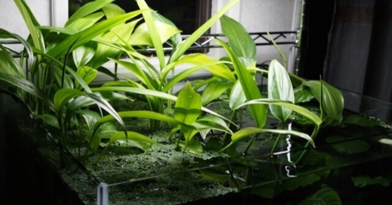 オープンアクアリウムでオススメの植物「ヤマサキカズラ」【日本 オープンアクアリウムでオススメの植物「ヤマサキカズラ」【日本