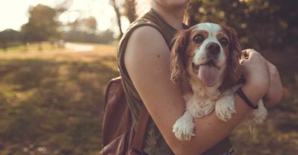 腰に犬と温泉はめ込みたい うそめがね Note