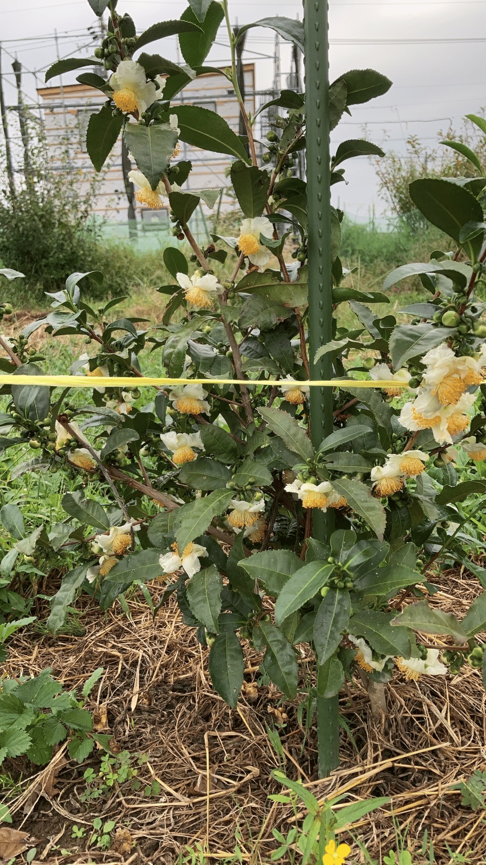 お茶の花が満開です かわいい ひらっち フリーライター 農家の経済自由人 Note