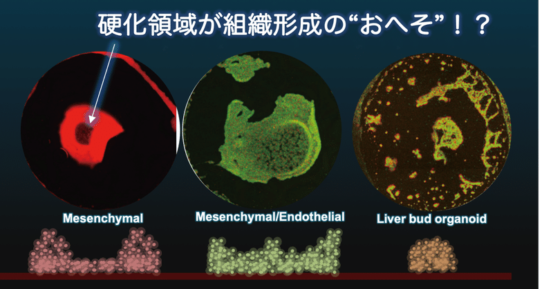 【若手成果】硬化領域が組織形成の”おへそ”！？【高分子材料×再生医療】 Matsuzaki et al., iScience 2022