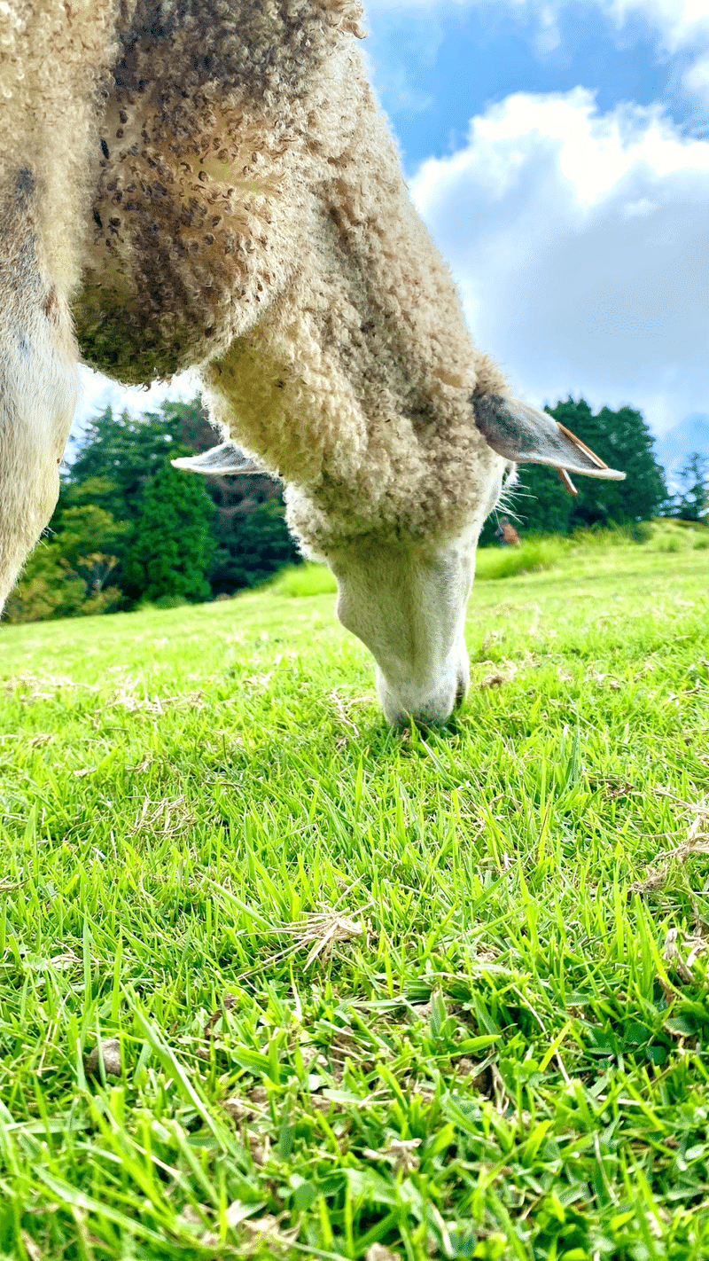 六甲山牧場の羊
