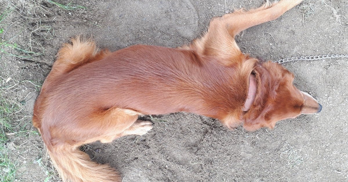 会田誠　人犬 