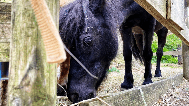 六甲山牧場の馬