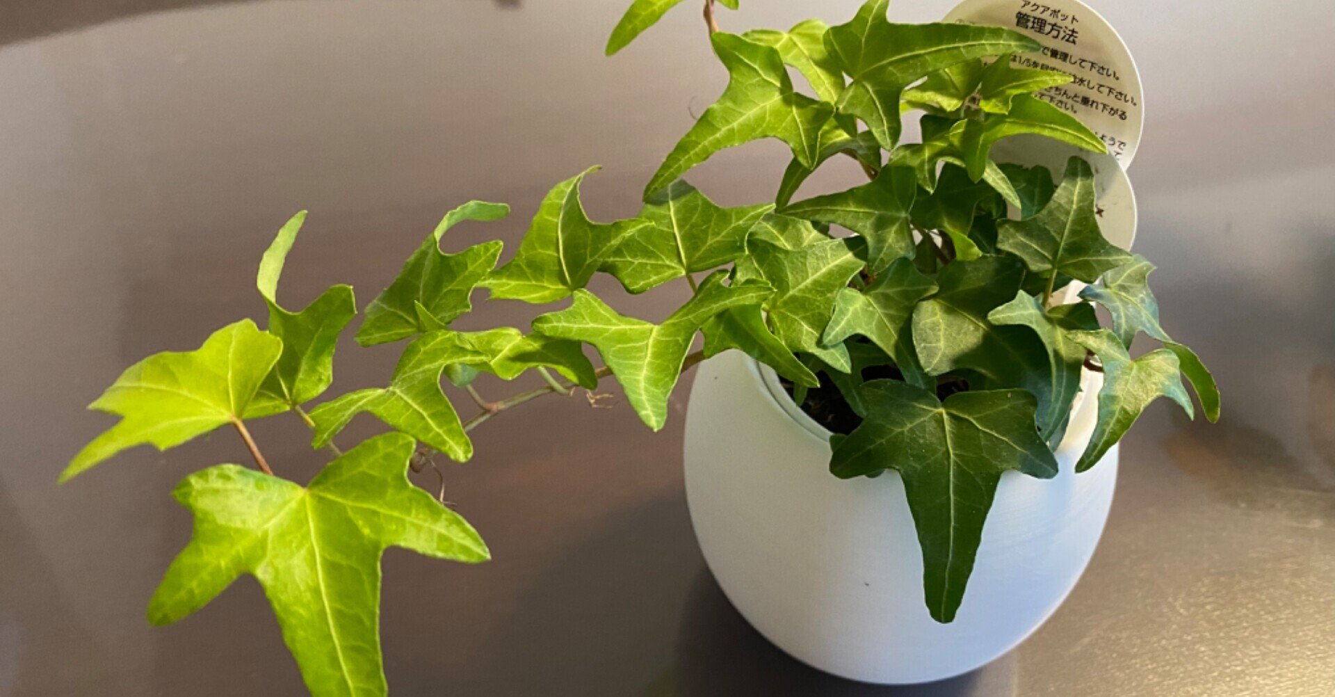 無印良品 観葉植物を買ってみた しんた 英語学習 家事 育児 Note 無印良品 観葉植物を買ってみた しんた 英語学習 家事 育児 Note