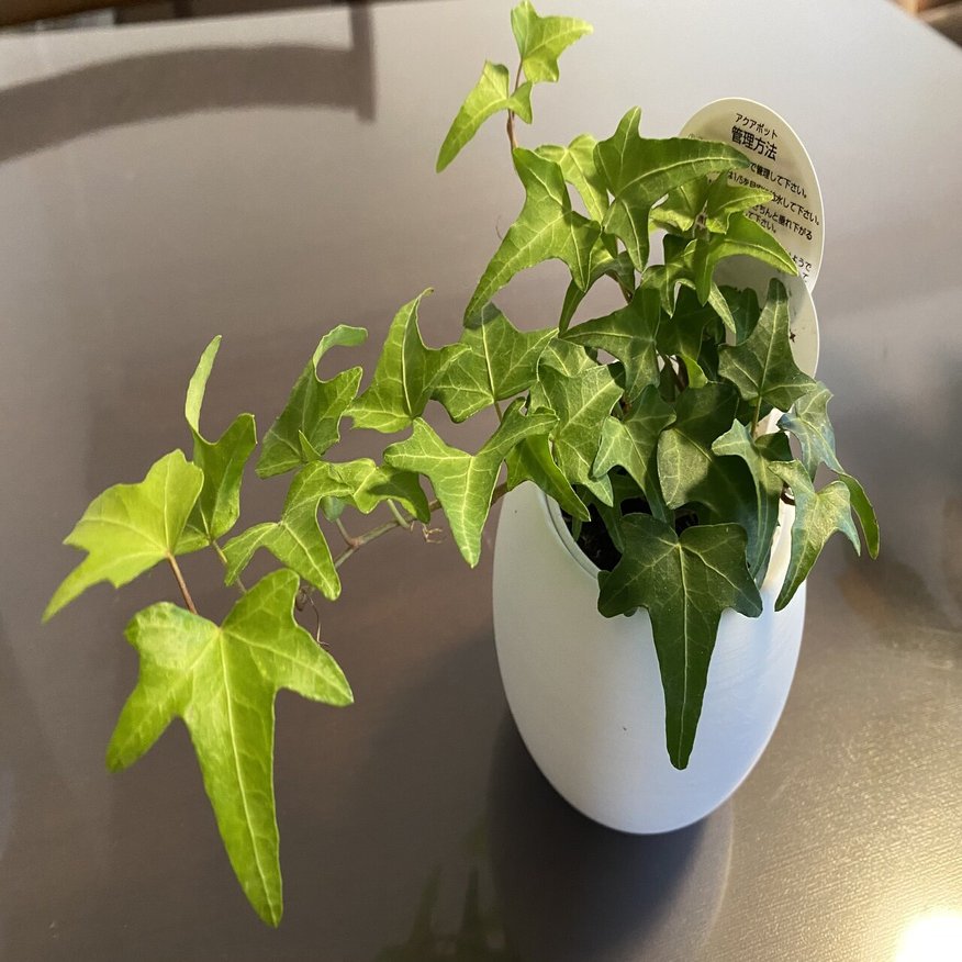 無印良品 観葉植物を買ってみた しんた 英語学習 家事 育児 Note