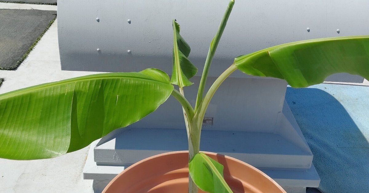 アイスクリームバナナ 20220928｜Ryokudou Garage（RG）