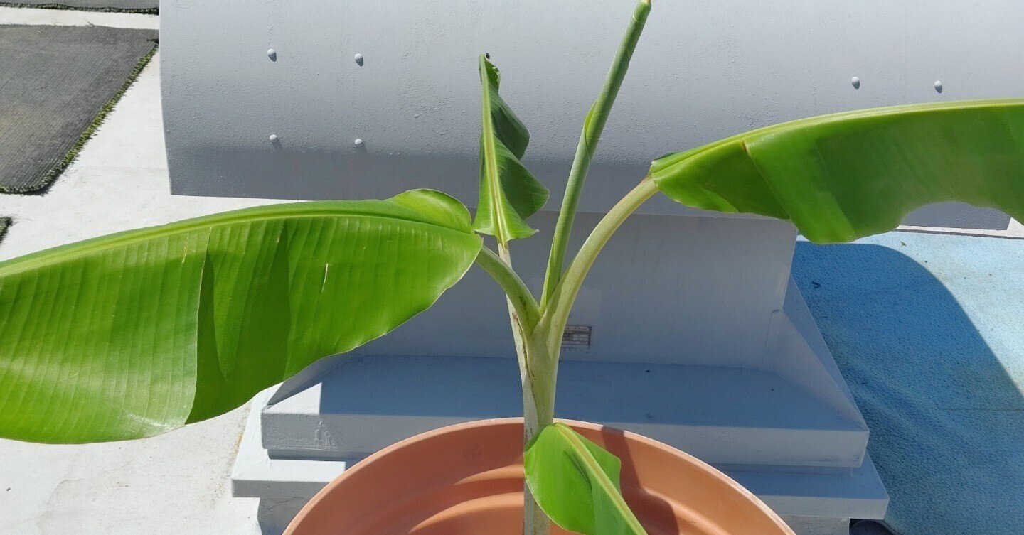 アイスクリームバナナ 20220928|Ryokudou Garage(RG) アイスクリームバナナ 20220928|Ryokudou Garage(RG)