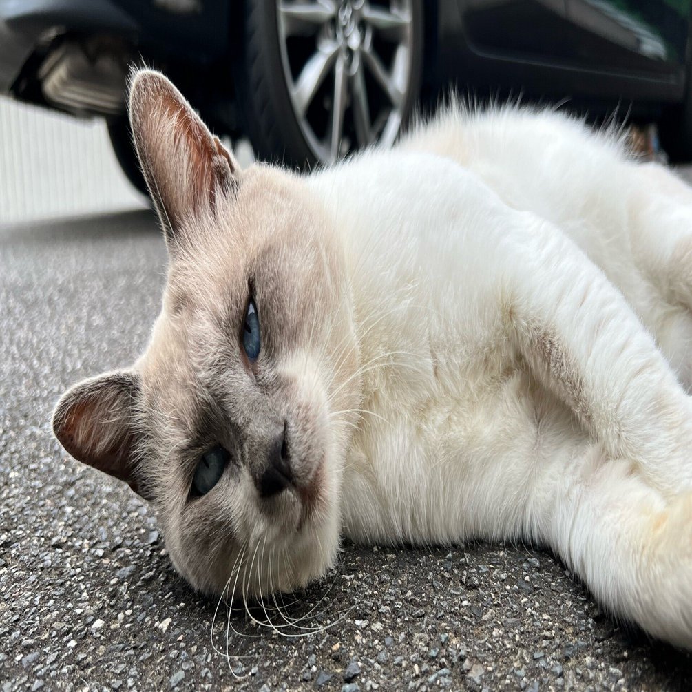 猫とk 1 Ii Toshiboo Note
