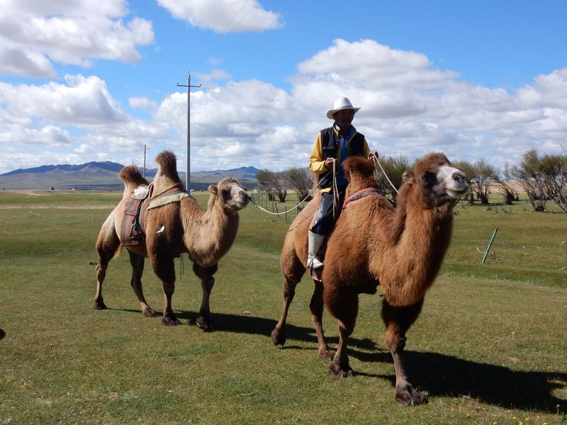 モンゴル 雑記 家畜 ボム Note