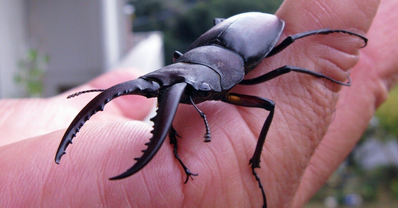 アスファルト歩道で「クワガタ」を拾った。｜海丸ミチ