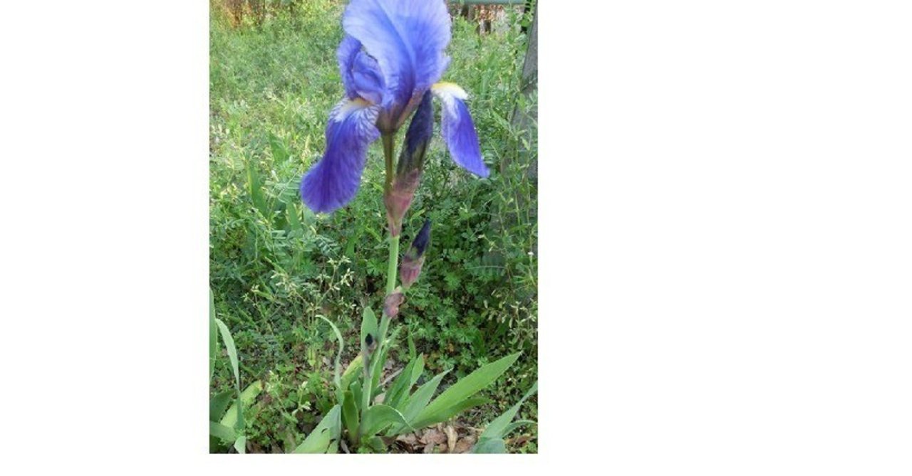 Xviii Iris 保留剤 調香師 山人ラボ Sunyataperfume Note Xviii Iris 保留剤 調香師 山人ラボ Sunyataperfume Note