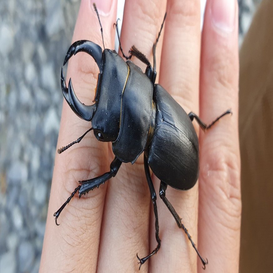 野外品/特大 希少産地オオクワガタ宮城県採集♂69㎜ 野外品/特大 希少産地オオクワガタ宮城県採集♂69㎜