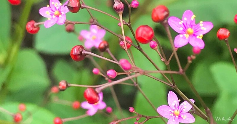 ハゼラン の新着タグ記事一覧 Note つくる つながる とどける