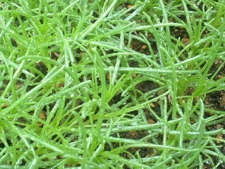 レシピ付 歴史は江戸から シャキシャキ無限おかひじき 南 伽耶子 Note