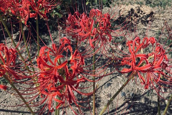 狐花 の新着タグ記事一覧 Note つくる つながる とどける