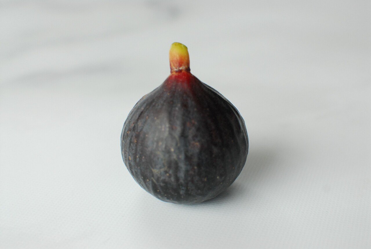 maltese beauty マルティーズビューティ 穂木 挿し木 イチジク